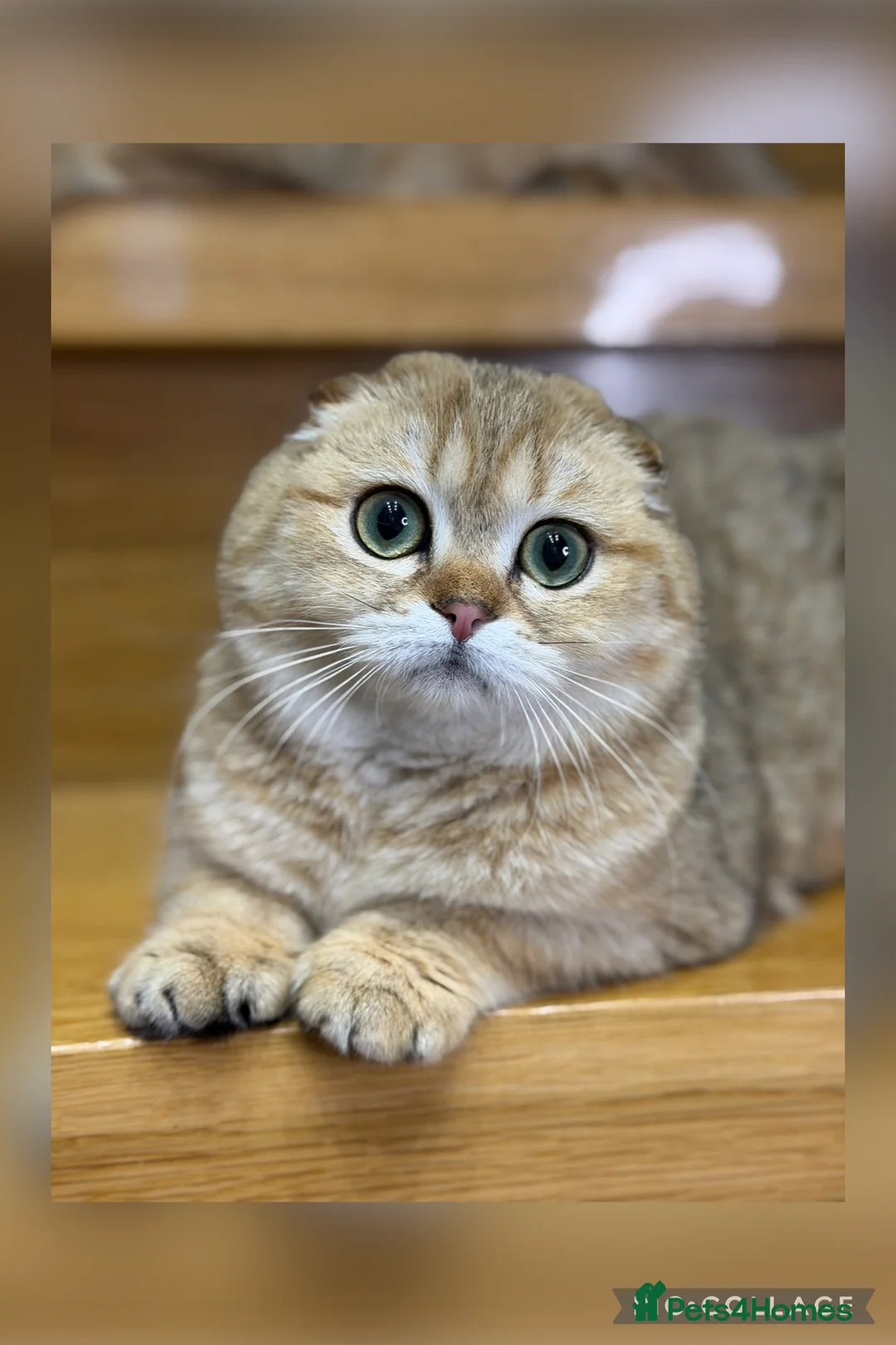 Scottish Fold cats for sale: TICA Registered Scottish Fold & Straight kittens - Advert 1