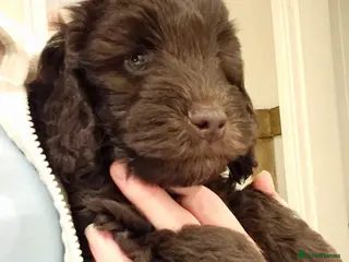 Cockapoo dogs Stunning cockapoo🖤🖤 - Advert 3
