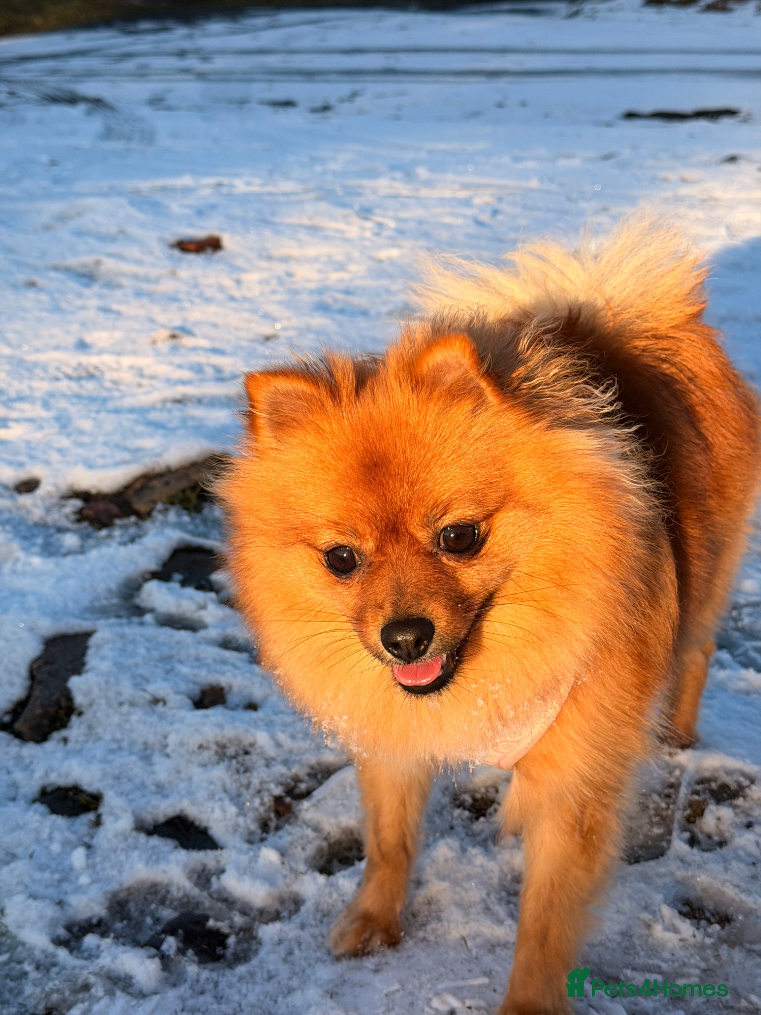 Pomeranian dogs for sale: Looking for her new family - Advert 1
