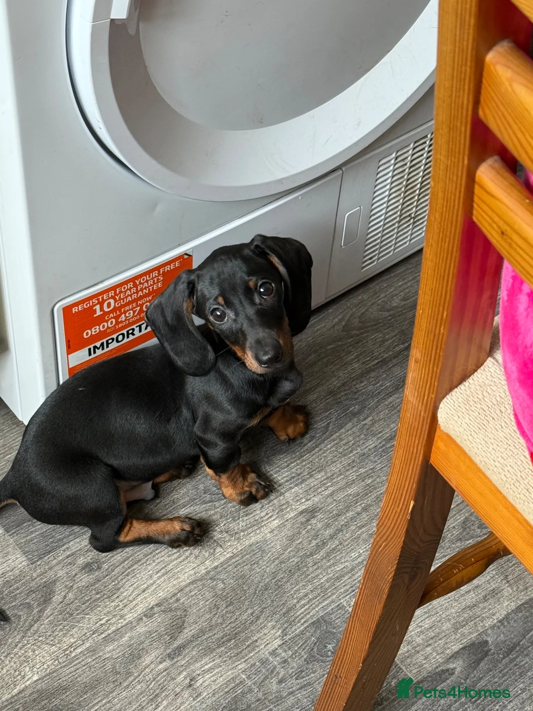 Dachshund dogs for sale: Ready to leave! One Gorgeous boy left - Advert 1