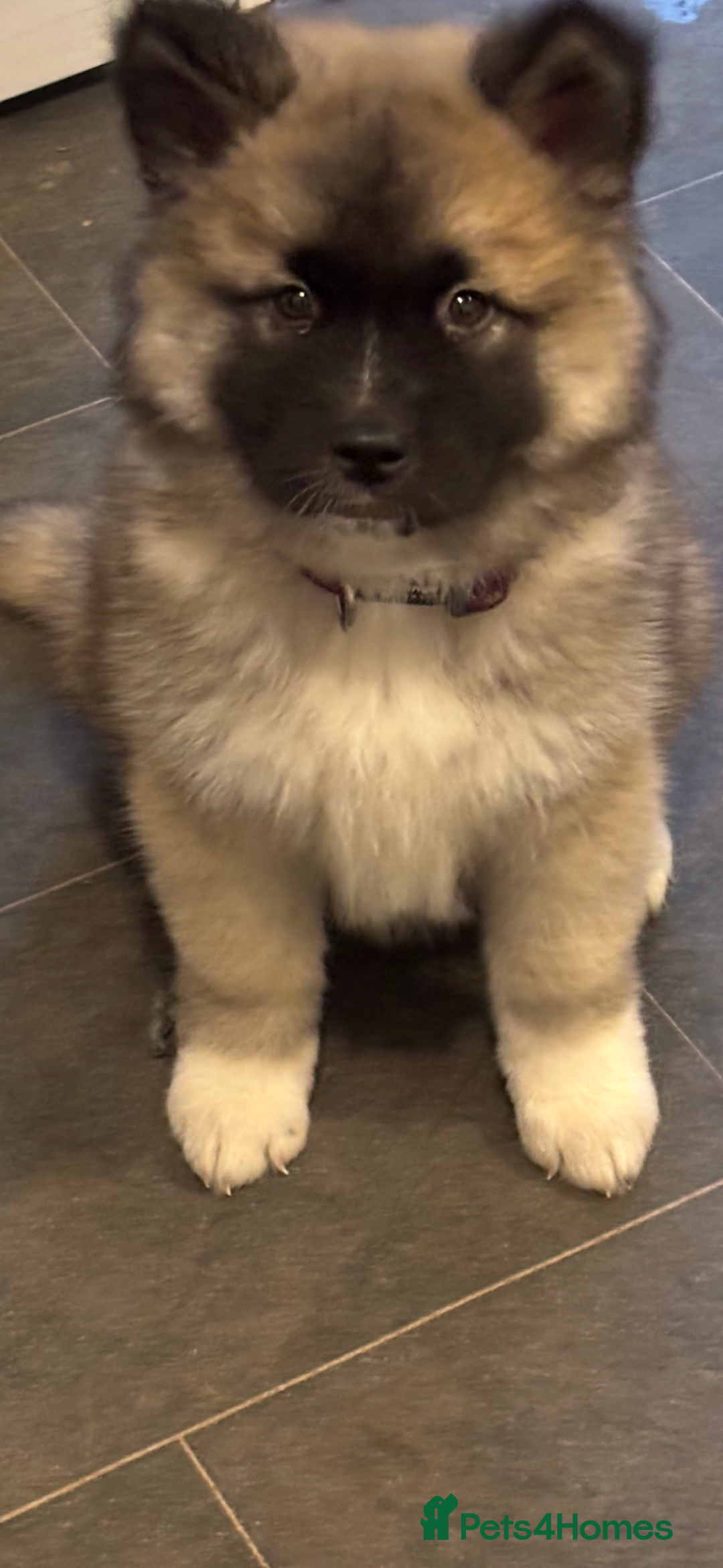 Akita dogs for sale: Beautiful 8week Akita  - Advert 1