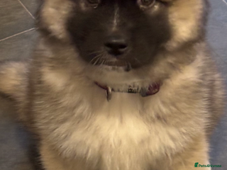 Akita dogs Beautiful 8week Akita - Advert 1