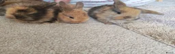Mini Lion Lop rabbits for sale: Lop/ lion head baby bunnys  - Advert 3