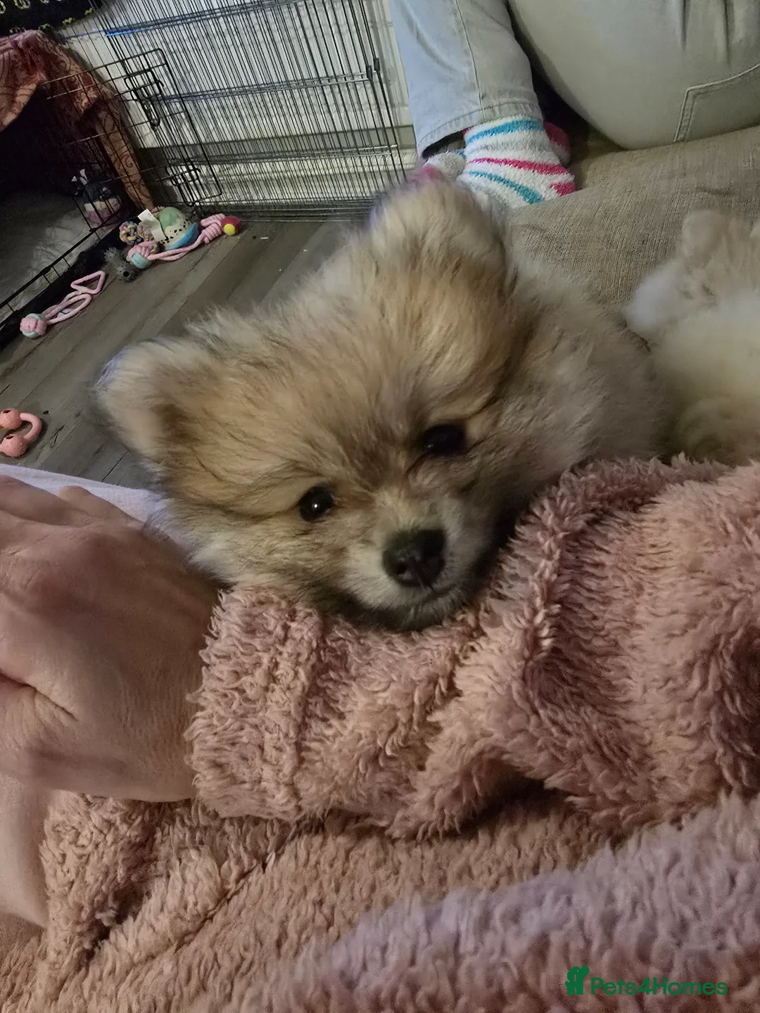 Pomeranian dogs for sale: Pom princess looking for her forever home in Basildon - Advert 2