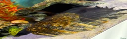 Other/Mixed Breed fish for sale: Pair of 2 male axolotl in Leicester - Advert 3
