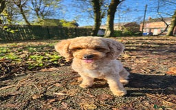 Cavapoo dogs for sale: Amazing Cavapoo Coffee - Advert 7