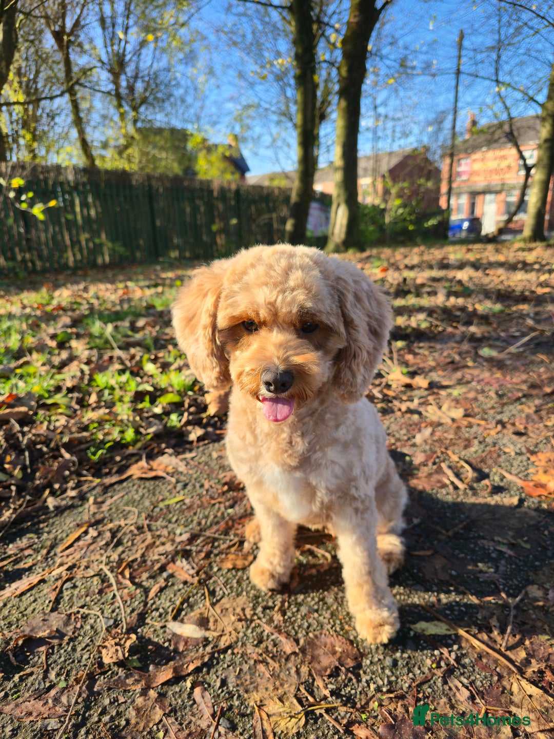 Cavapoo dogs for sale: Amazing Cavapoo Coffee - Advert 7