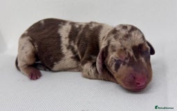 Miniature Dachshund dogs for sale: Miniature Dachshund - 1 Black and tan girl left - Image 7