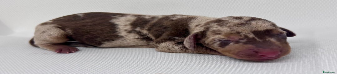 Miniature Dachshund Puppy 2 - SOLD