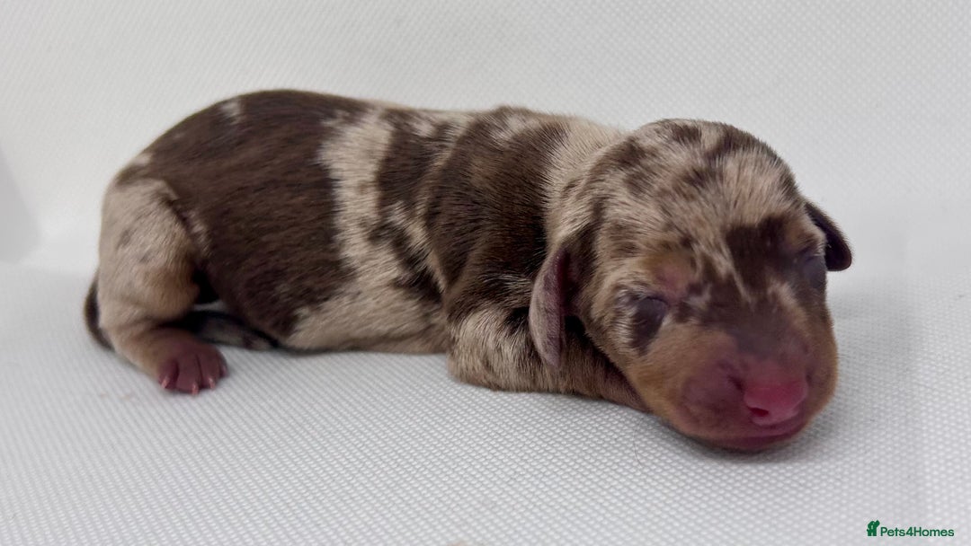 Miniature Dachshund dogs for sale: Miniature Dachshund - 1 Black and tan girl left - Image 7