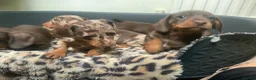 Miniature Dachshund dogs for sale: Funny happy miniature dachshund puppies - Advert 6
