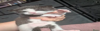 Mixed Breed Kitten 4