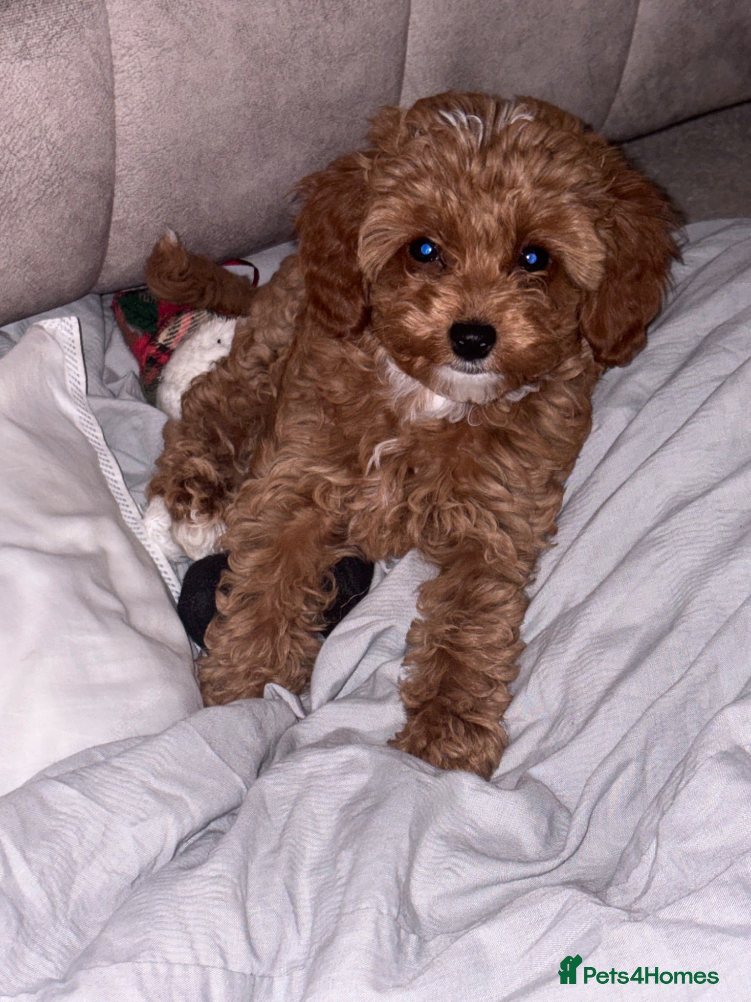 Cavapoo dogs TOY CAVAPOO GIRL. Health tested and training begun - Advert 7