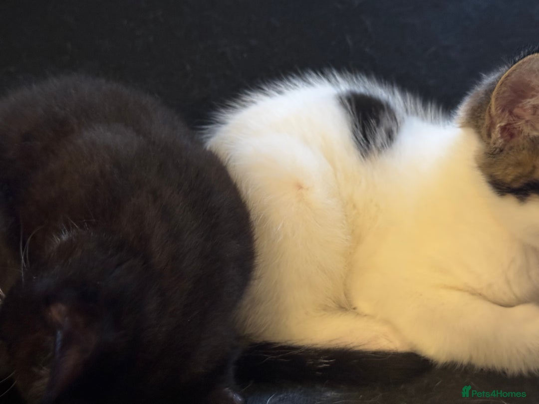 Domestic Shorthair cats for sale: 2 beautiful boy kittens  - Image 29