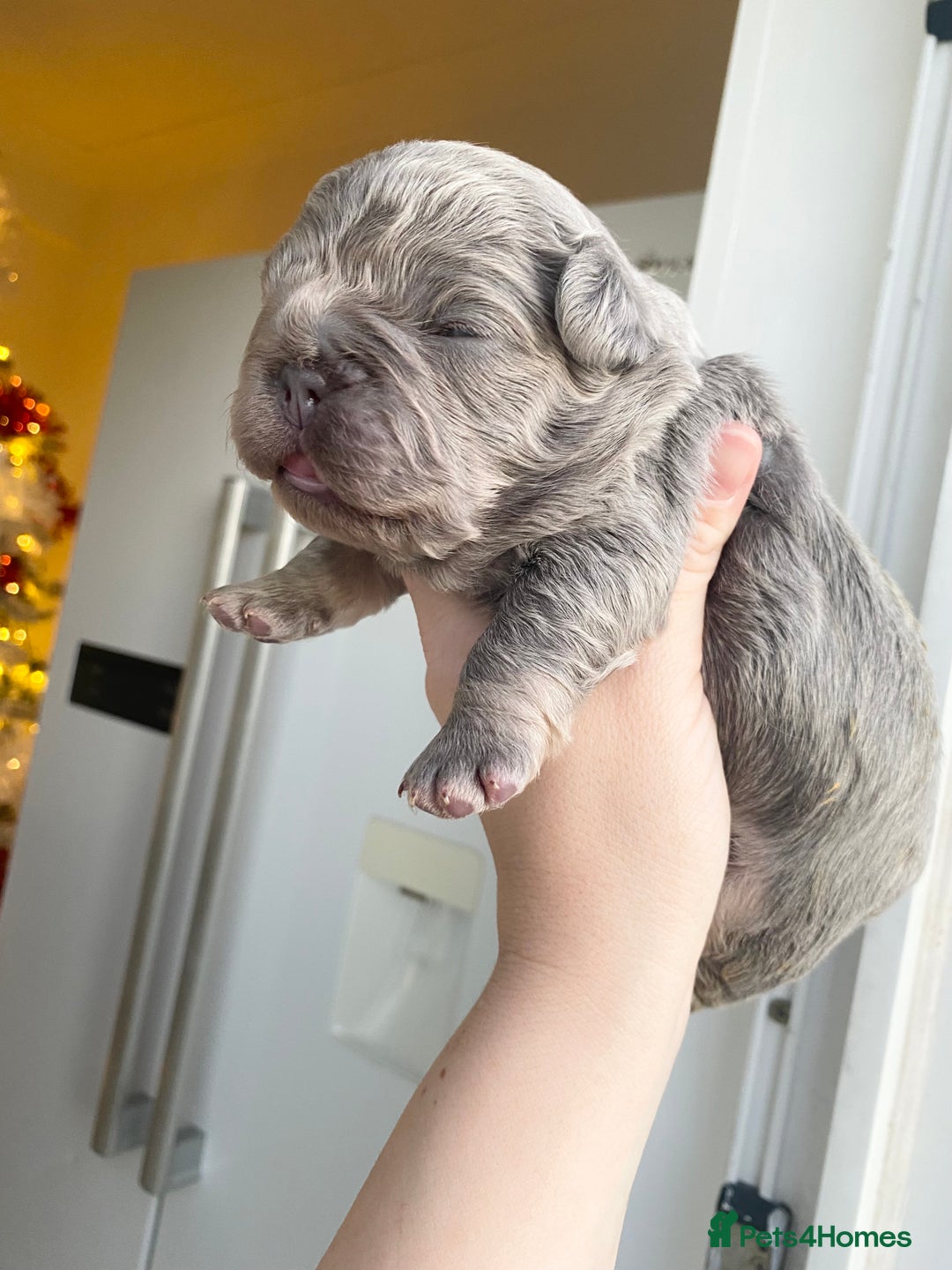 French Bulldog dogs for sale: TINY TEDDY BEAR FRENCH BULLDOG PUPS  - Advert 13