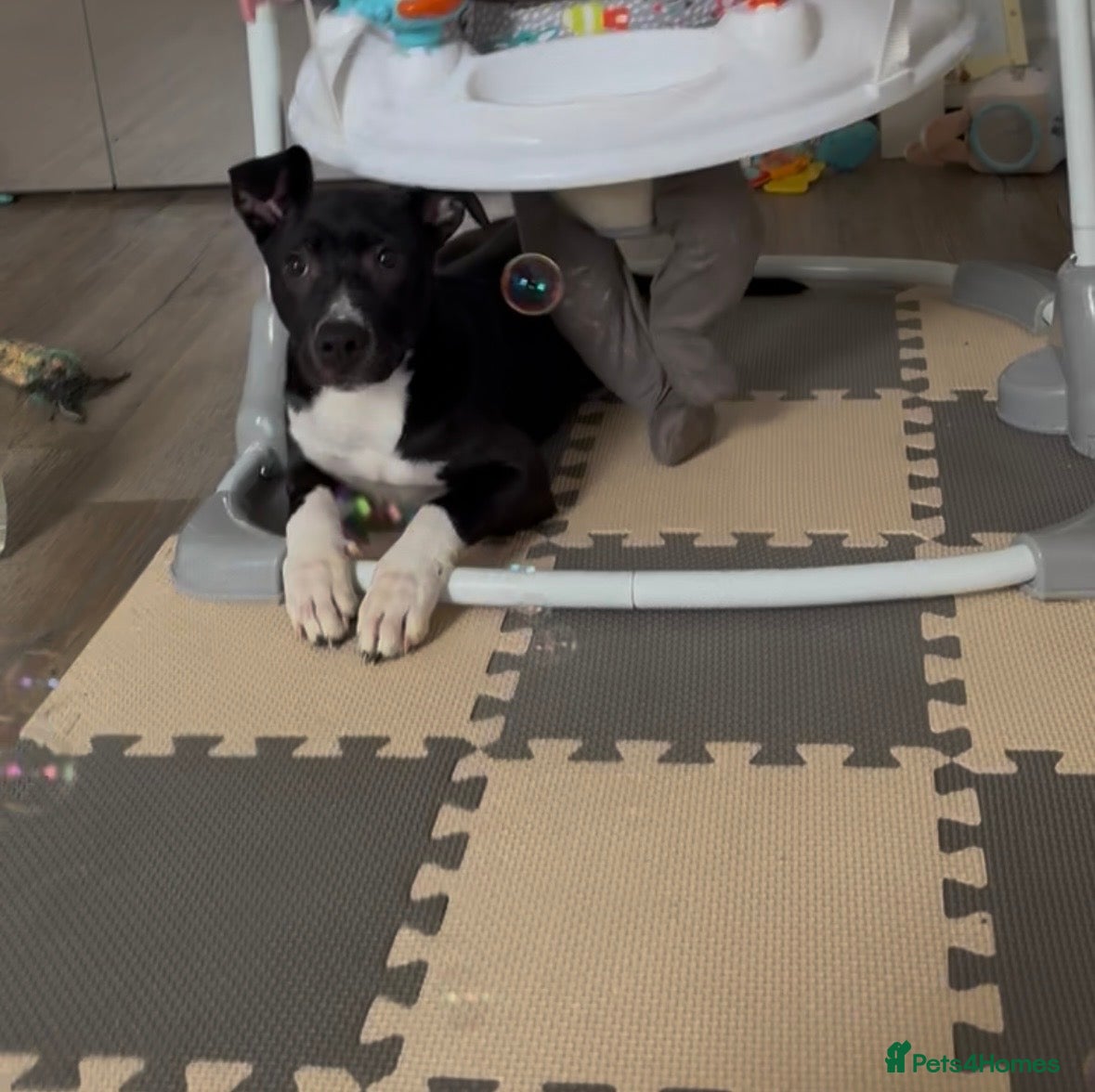 Mixed Breed dogs 5 months old - Advert 2