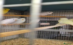 Budgerigars birds for sale: Budgies for sale - Image 2