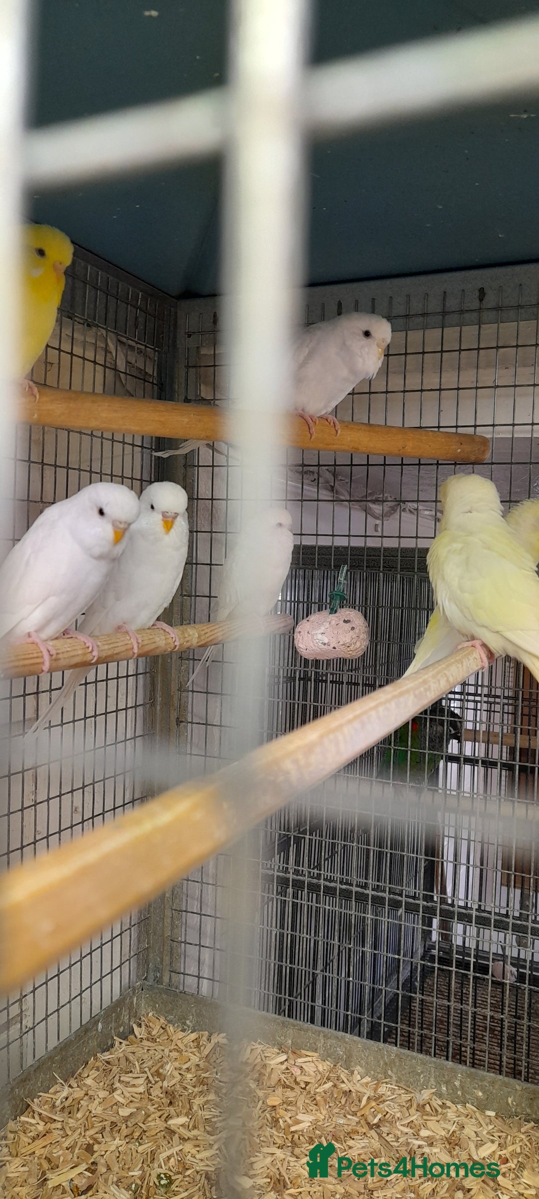 Budgerigars birds for sale: Budgies for sale - Image 2