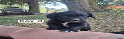 Sprollie dogs for sale: Beautiful litter of puppies  - Advert 7