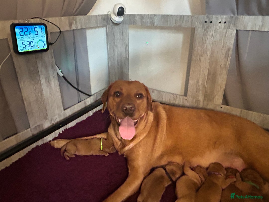Labrador Retriever dogs for sale: 🐾 KC Registered Fox Red Lab Puppies 🐾 - Image 22