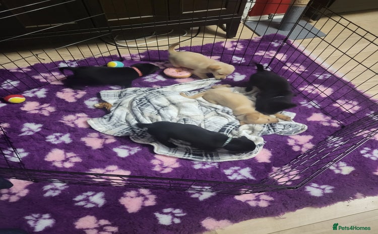 Labrador Retriever dogs - Advert 10