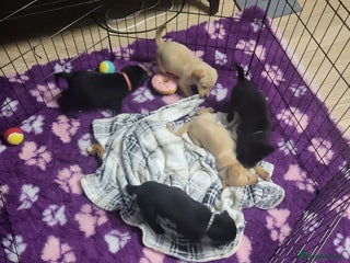 Labrador Retriever dogs KC registered champion blood line puppies - Advert 16