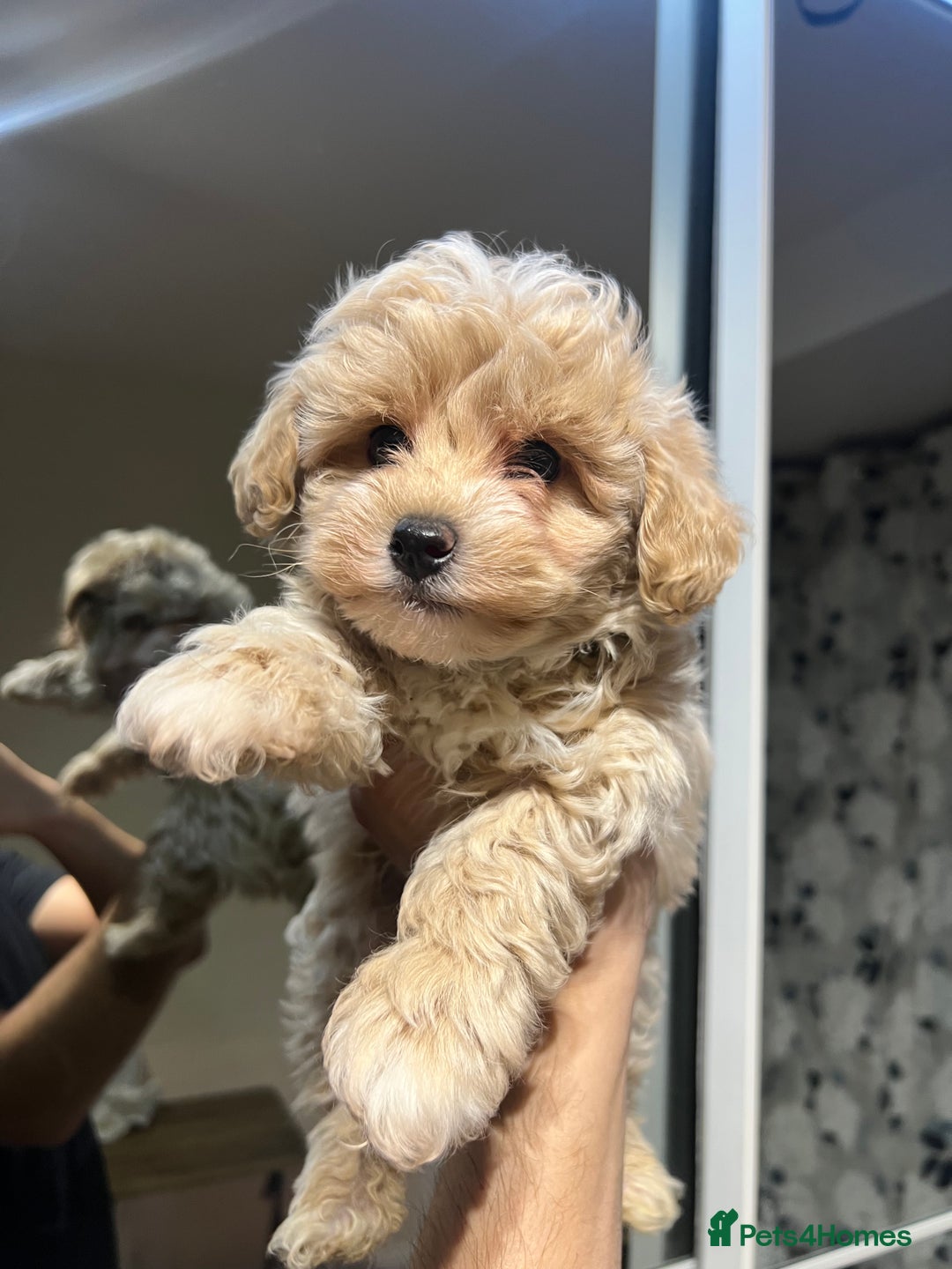 Maltipoo dogs for sale: Maltipoo F1 Males💙 - Advert 6