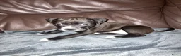 Staffordshire Bull Terrier dogs for sale: American Staffordshire Bull Terrier Puppies - Advert 9
