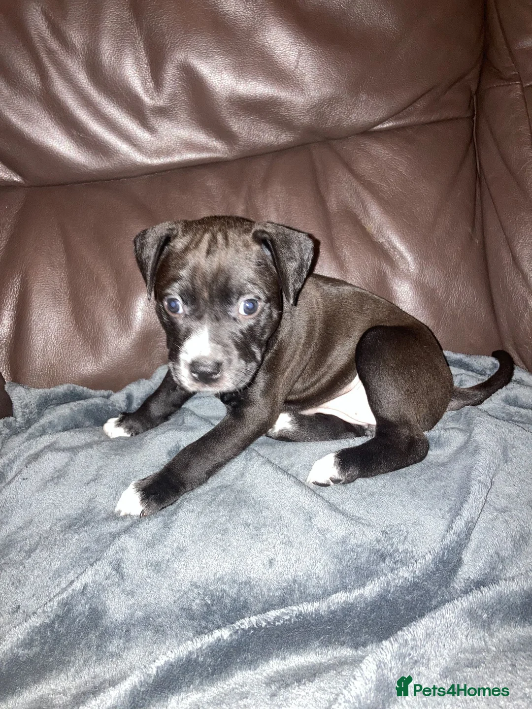 Staffordshire Bull Terrier dogs for sale: American Staffordshire Bull Terrier Puppies - Advert 9