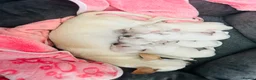 Chihuahua dogs for sale: Baby Girl Chihuahua  - Advert 4