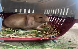 Lionhead rabbits for sale: ⭐️Stunning pure lionheads⭐️ - Image 6