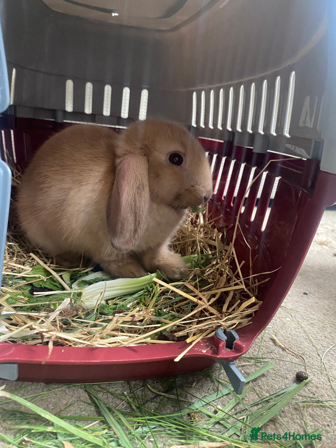 Lionhead rabbits for sale: ⭐️Stunning pure lionheads⭐️ - Image 6