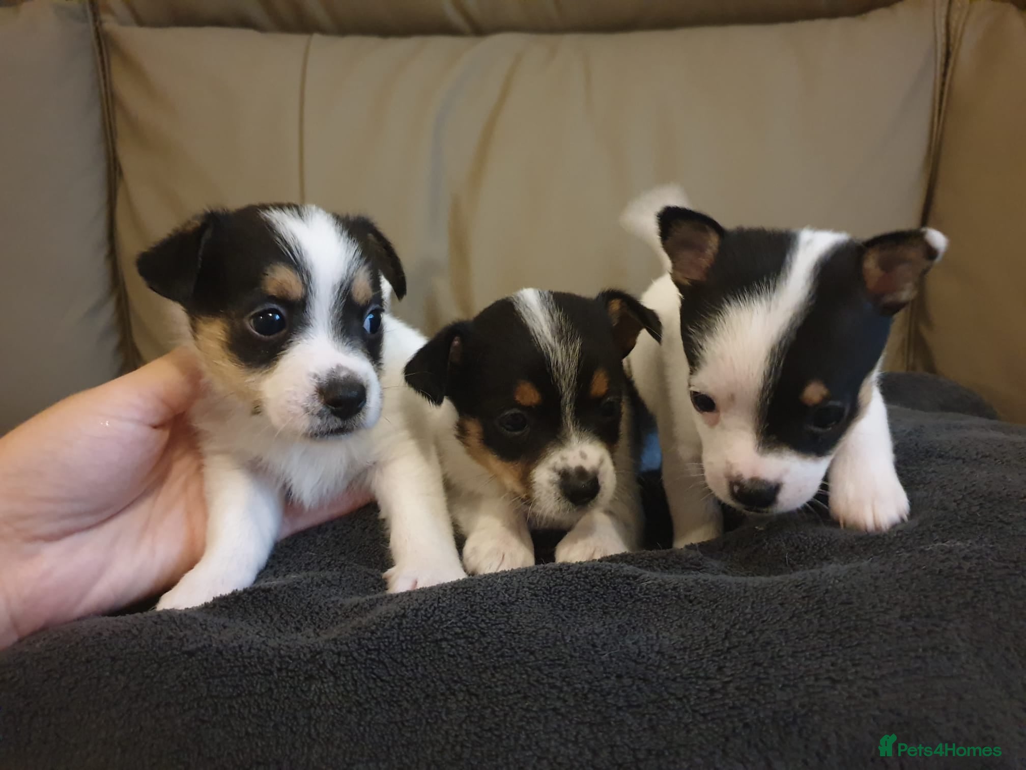 Mixed Breed dogs Small and cute jack Russell girl  - Advert 14