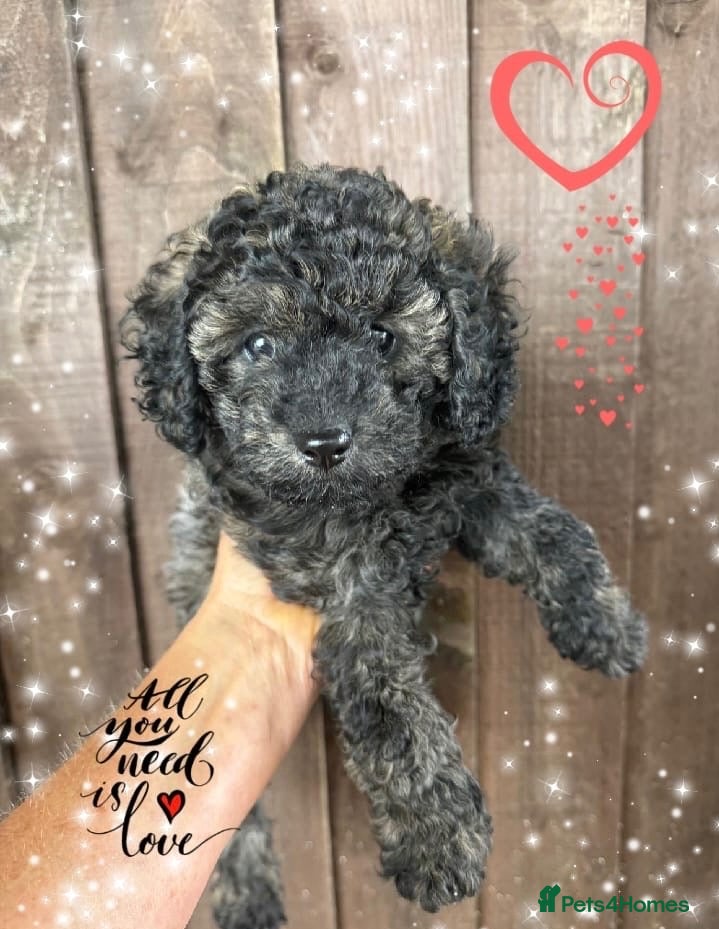 Cavapoo dogs Ready Now F1b Cavapoo Gitl  - Advert 1