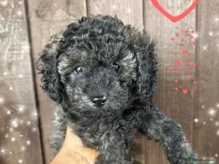Cavapoo dogs Ready Now F1b Cavapoo Gitl - Advert 1