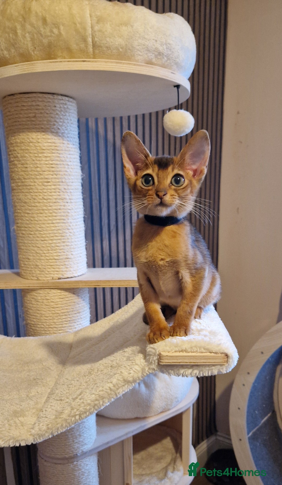 Abyssinian cats for sale: Pure Abyssian kittens ❤️ - Advert 38