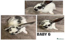 Dwarf Lop rabbits for sale: Baby Dwarf Lop Bunnies - Advert 7