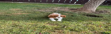 Cavalier King Charles Spaniel 4