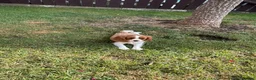 Cavalier King Charles Spaniel dogs for sale: Cavalier King Cha - Advert 17