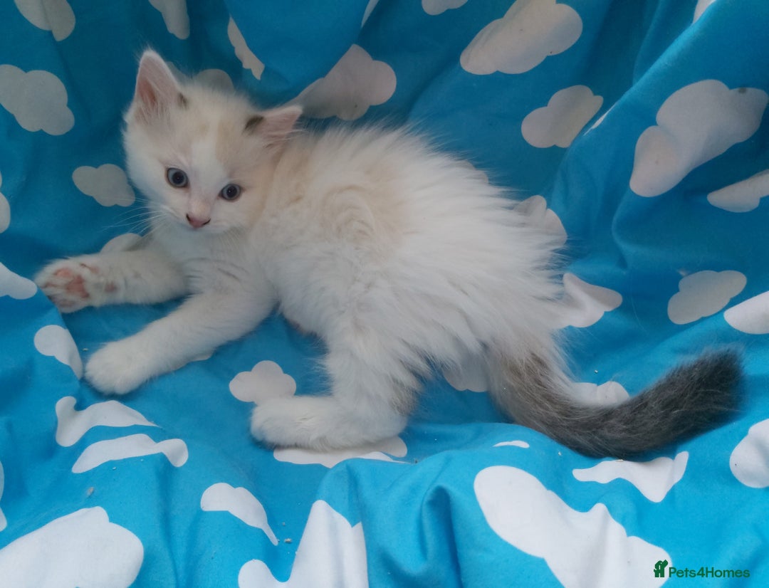 Ragdoll cats for sale: RAGDOLLS BOYS BLUE EYES VACCINATED MICROCHIPED  - Image 19