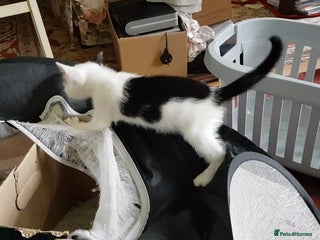 Mixed Breed cats - Advert 16