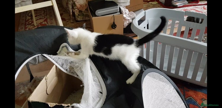 Mixed Breed cats - Advert 1