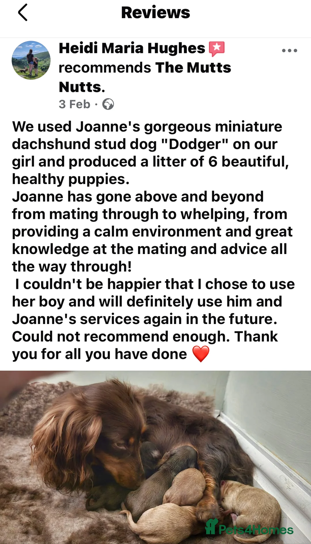 Miniature Dachshund dogs for stud: Cream long haired kc dachshund  - Advert 2