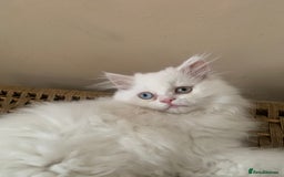 Persian cats for sale: 2 white Persian kits in Wotton-under-Edge - Image 2