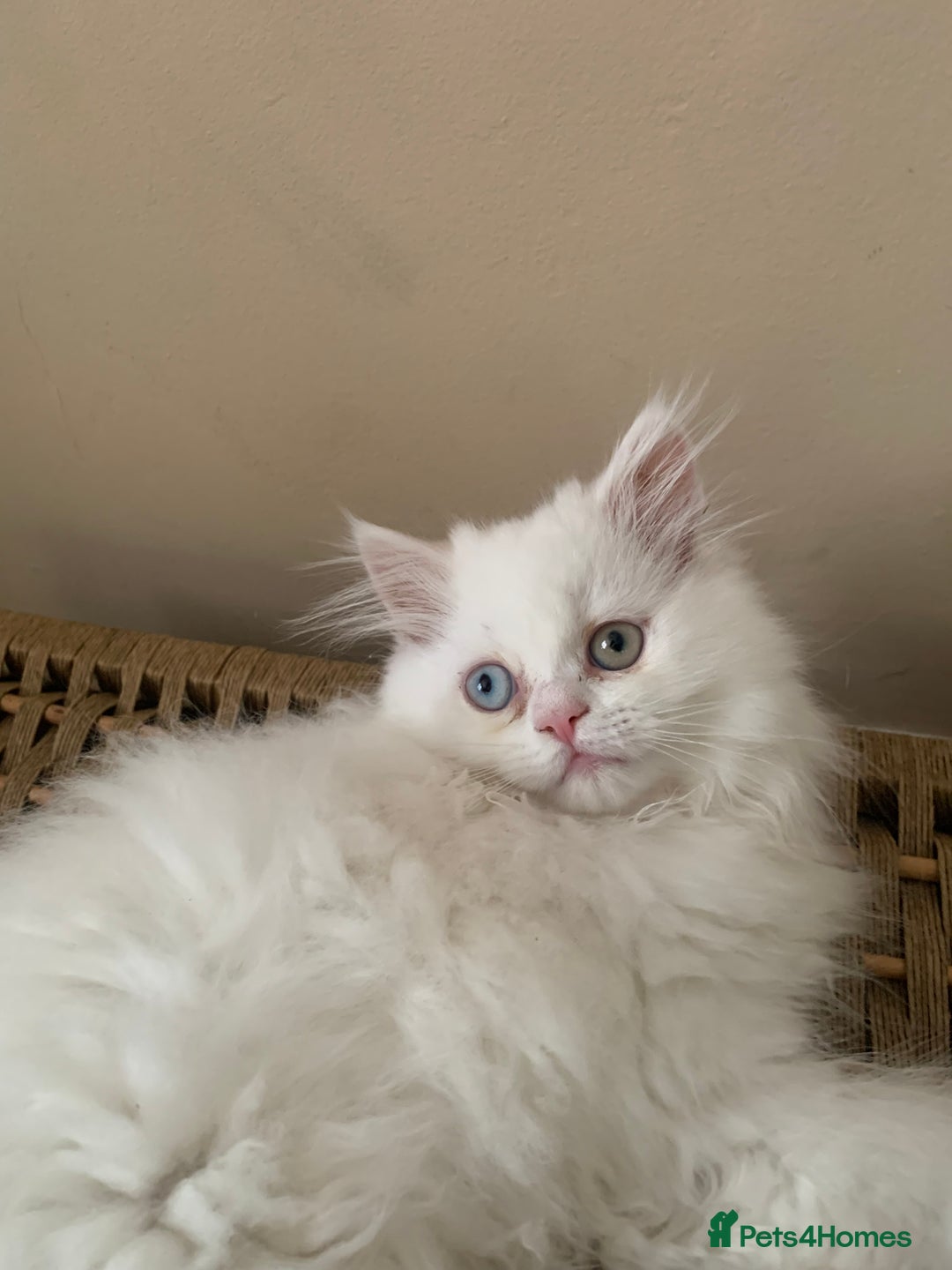 Persian cats for sale: 2 white Persian kits in Wotton-under-Edge - Image 2