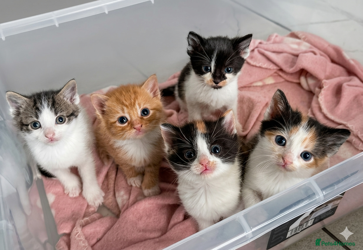 Mixed Breed cats Cute Kittens for sale - Advert 1