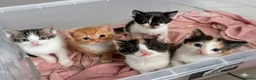 Mixed Breed cats for sale: Cute Kittens for sale - Advert 1