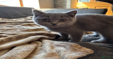 British Shorthair cats - Advert 4