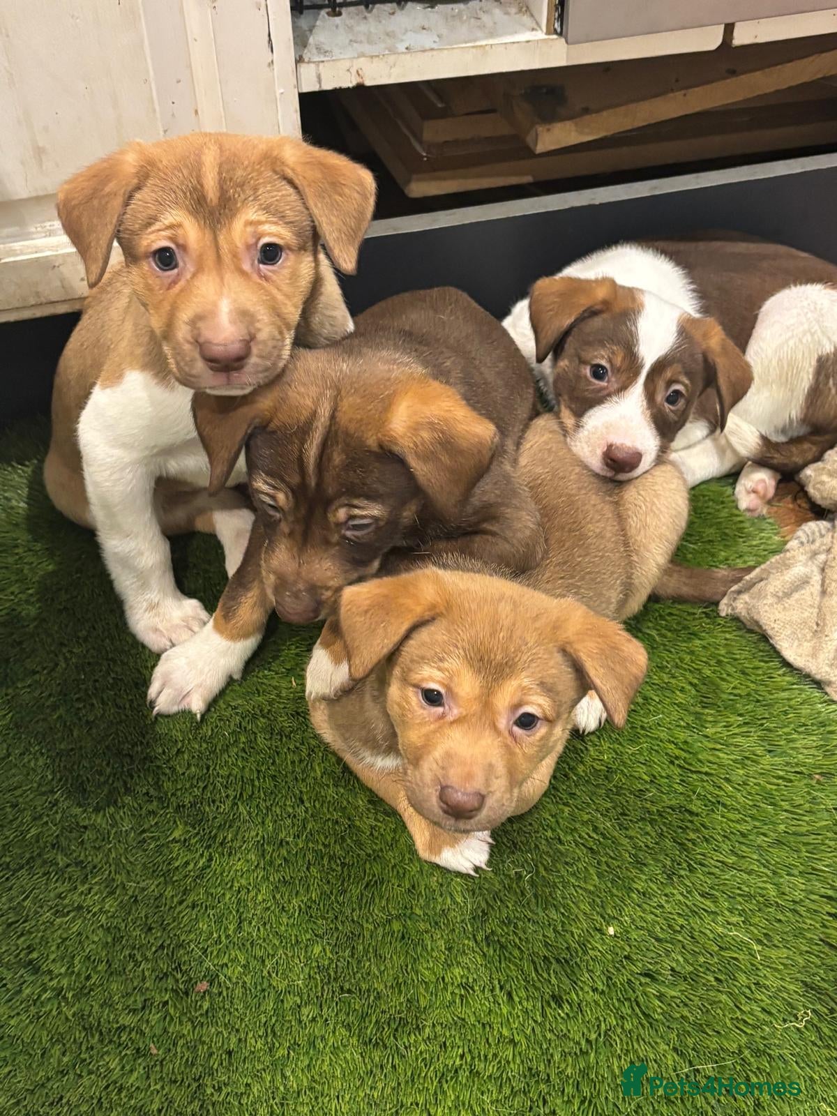 Mixed Breed dogs Gentle, Friendly & Ready for Loving Homes - Advert 2