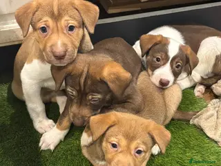 Mixed Breed dogs Gentle, Friendly & Ready for Loving Homes - Advert 4